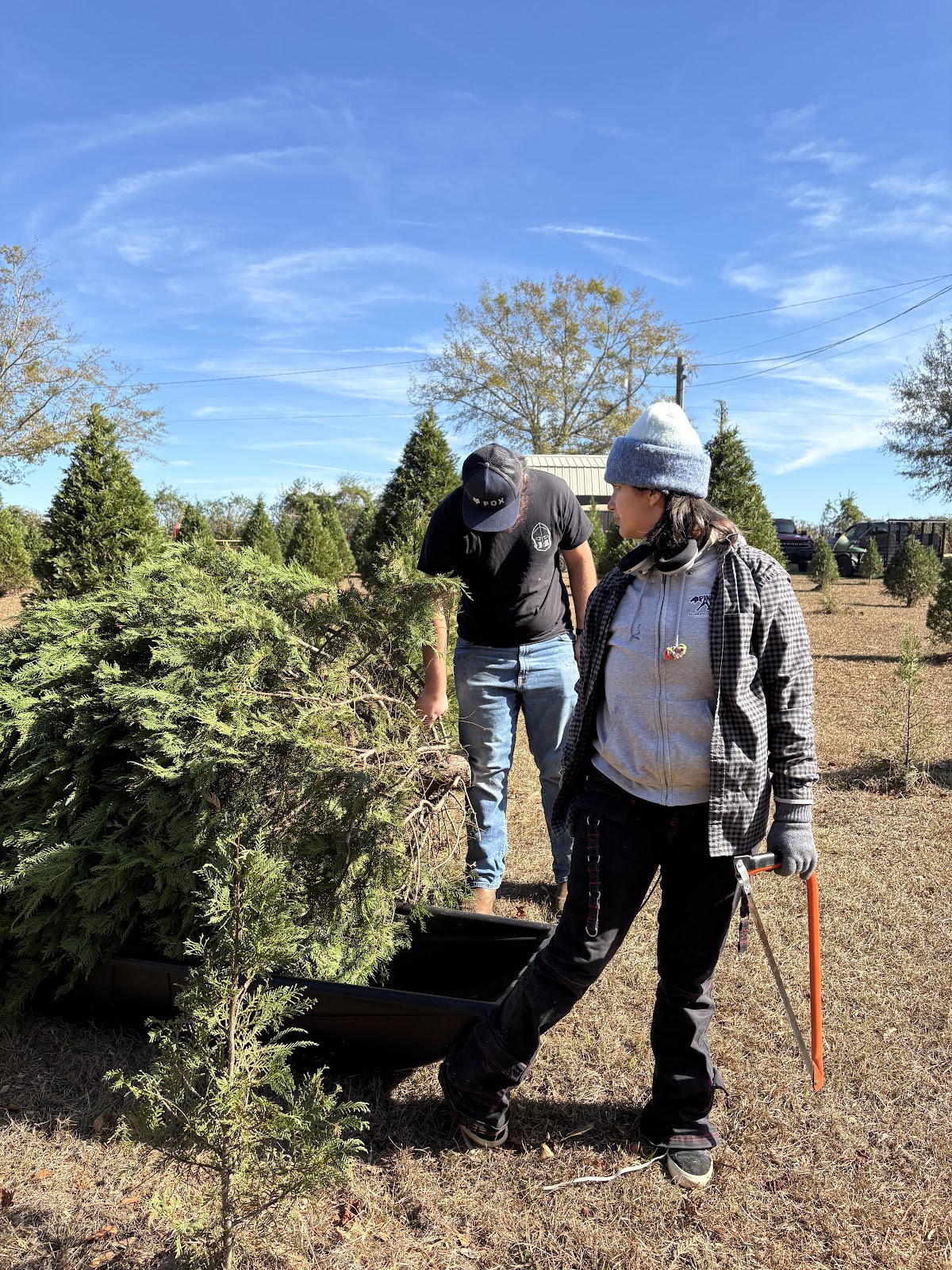 Silver Bells Christmas Tree Farm in Sylvester, Georgia