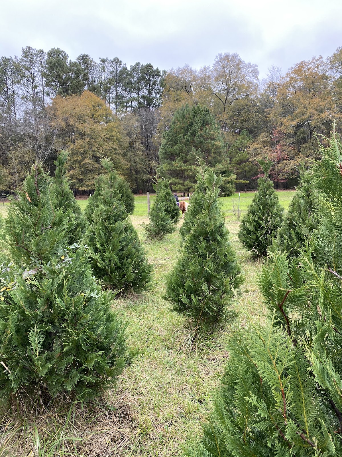 Silver Creek Christmas Tree Farm in Silver Creek, Georgia