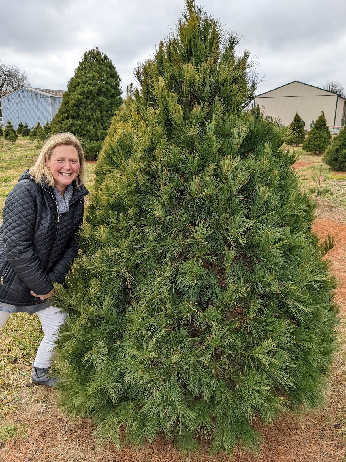 Simmons Christmas Trees LLC in Still Pond, Maryland