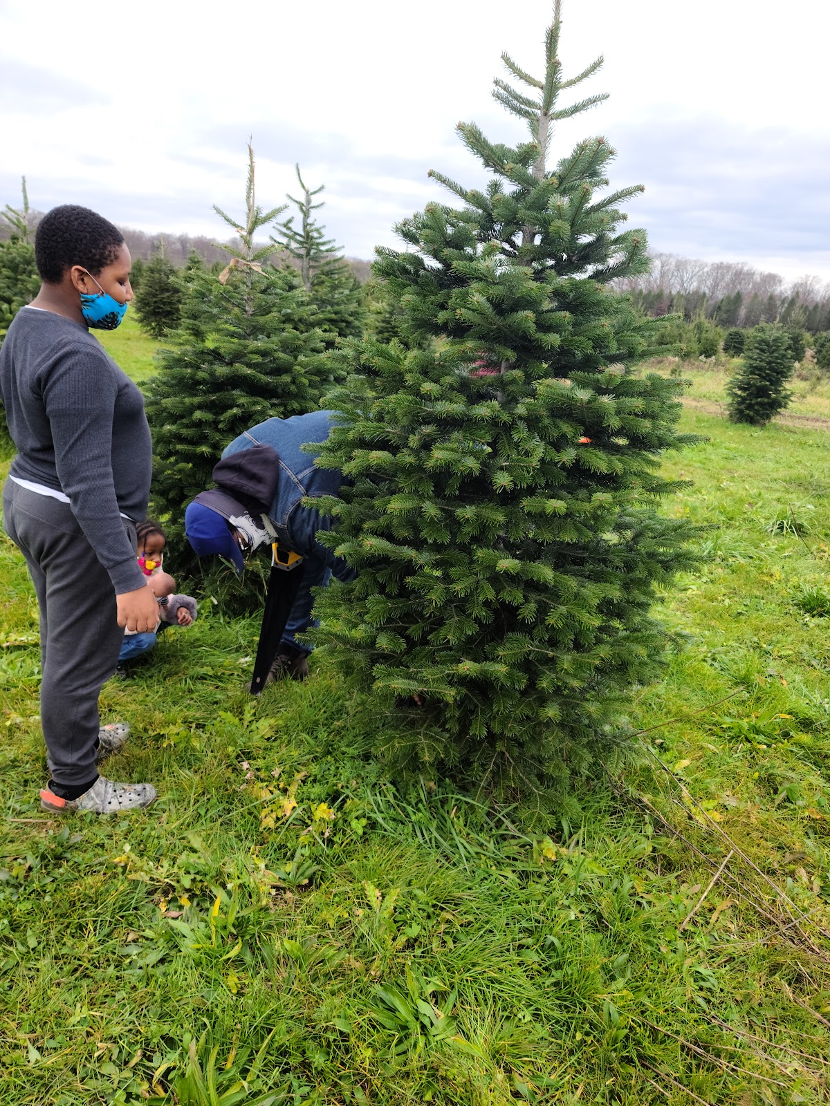 Simonson Farms, Pre-Cut & U-Cut Trees in Cranbury, New Jersey