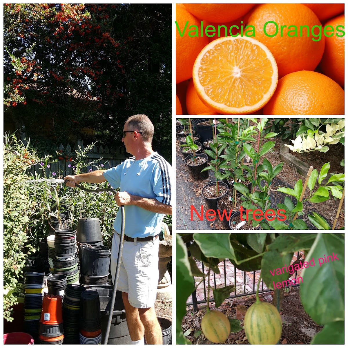 Simply Citrus Nursery in Gaston, South Carolina