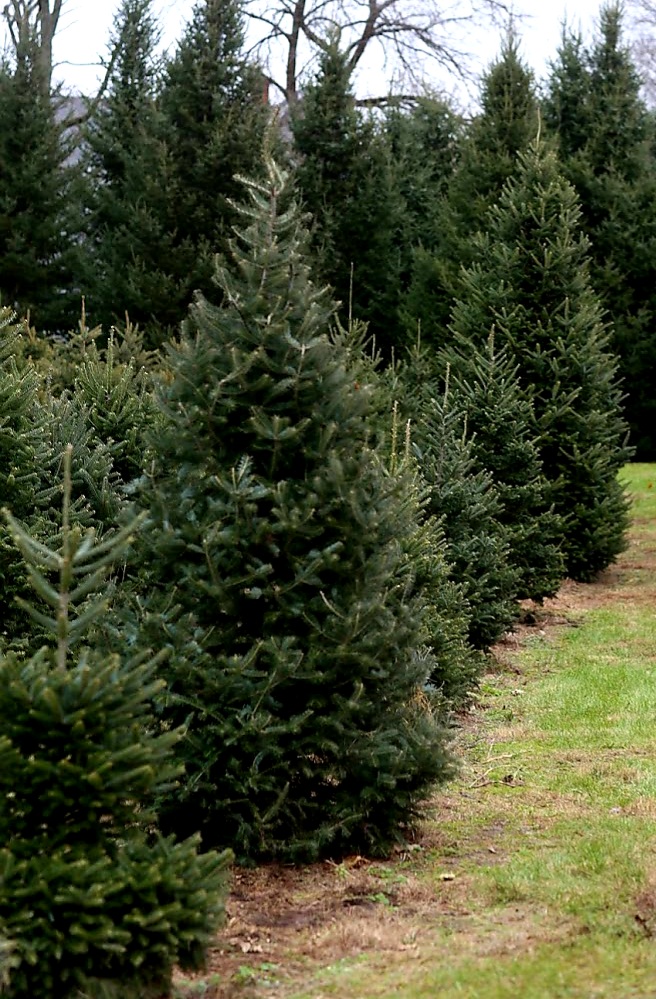 Sinnissippi Trees Farm & Forest in Oregon, Illinois