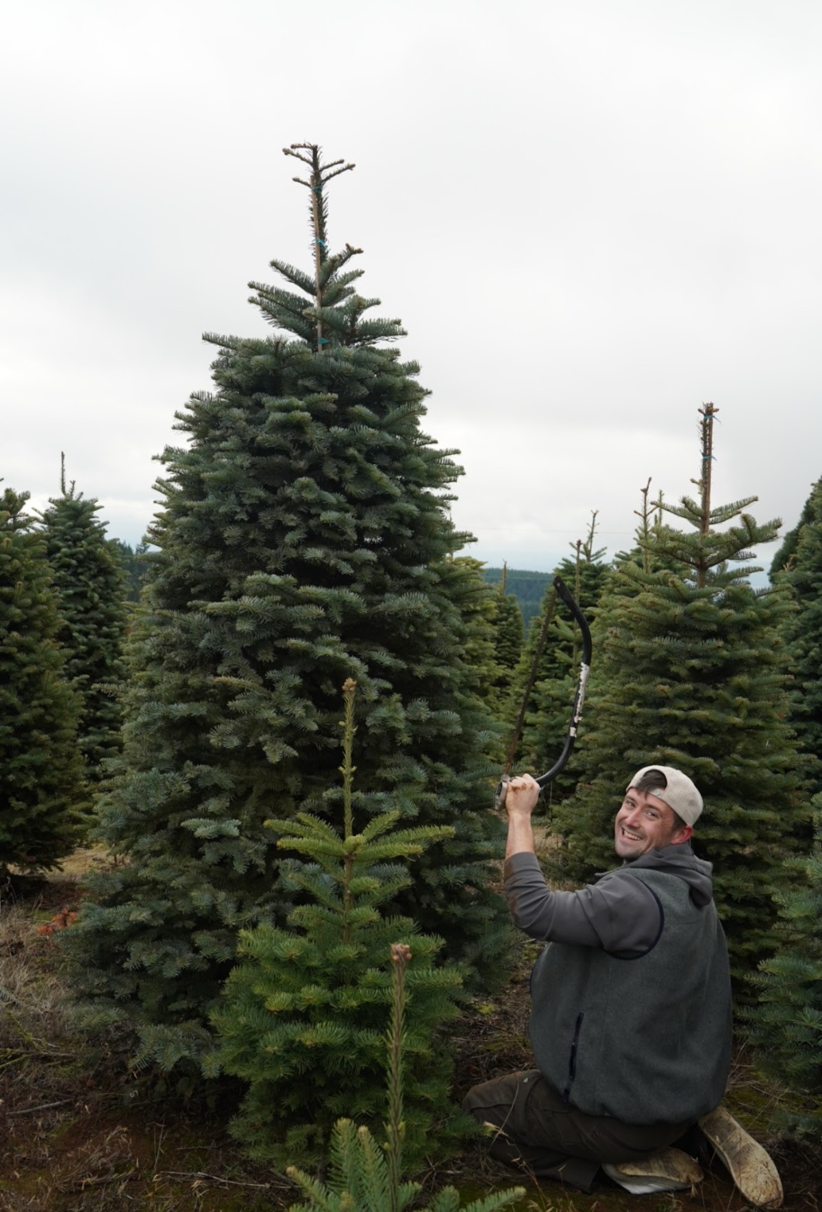 Sky Ranch Tree Farm in North Plains, Oregon