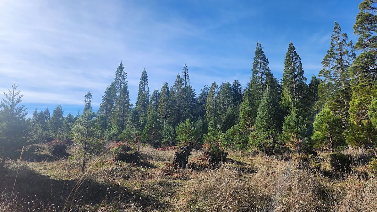 Skyline Ranch Christmas Tree Farm in La Honda, California