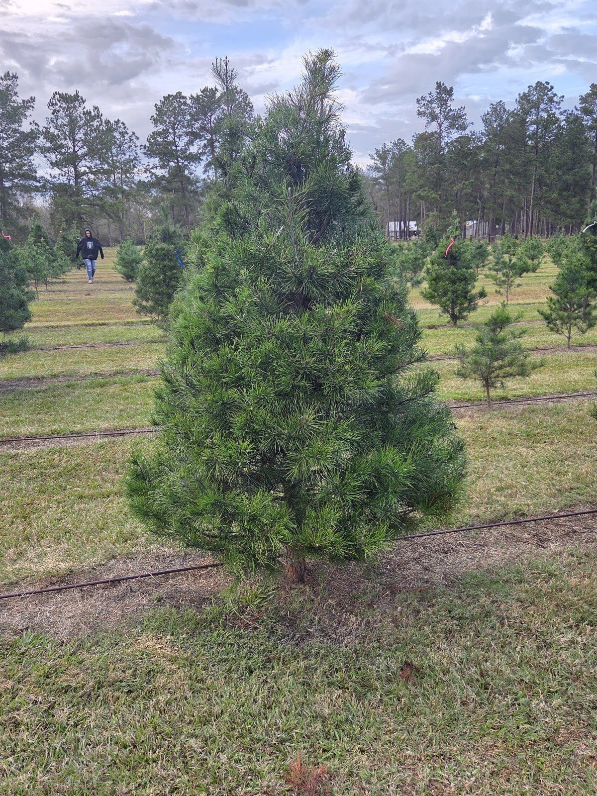 Skyvara Christmas Trees in Cleveland, Texas
