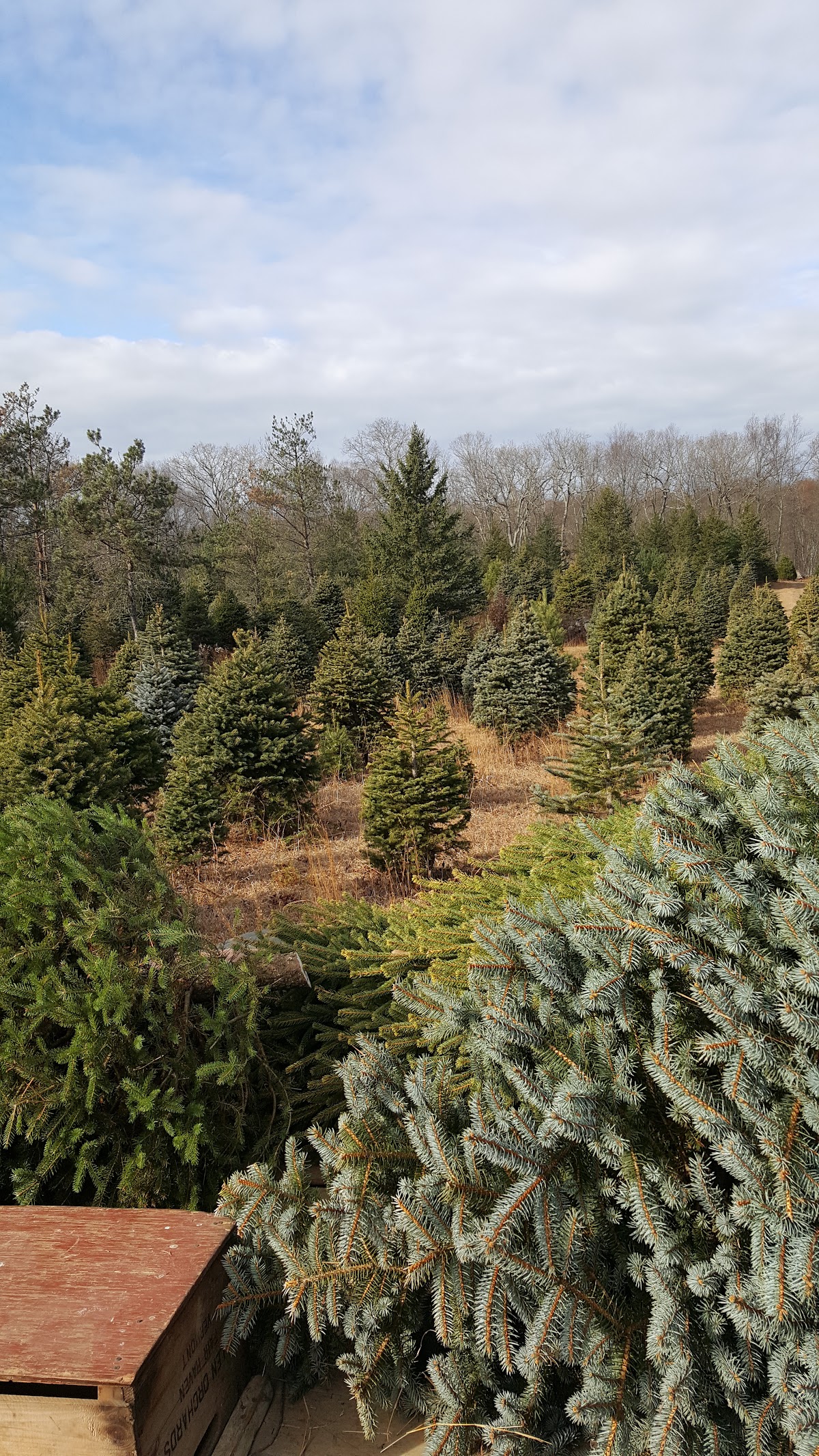 Slady's Christmas Tree Farm in Easton, Connecticut