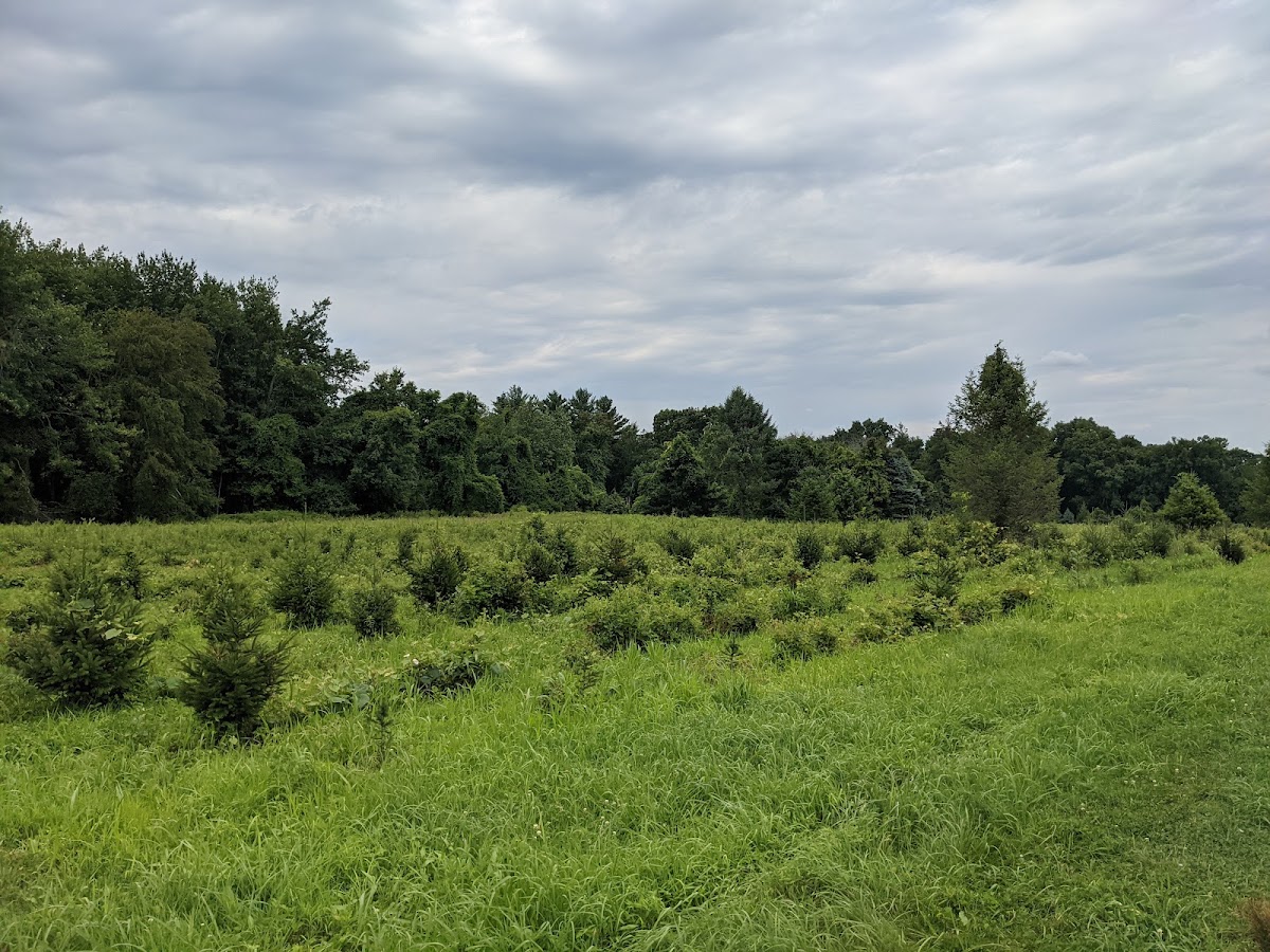 Smith Richardson Wildlife Preserve and Christmas Tree Farm in Westport, Connecticut
