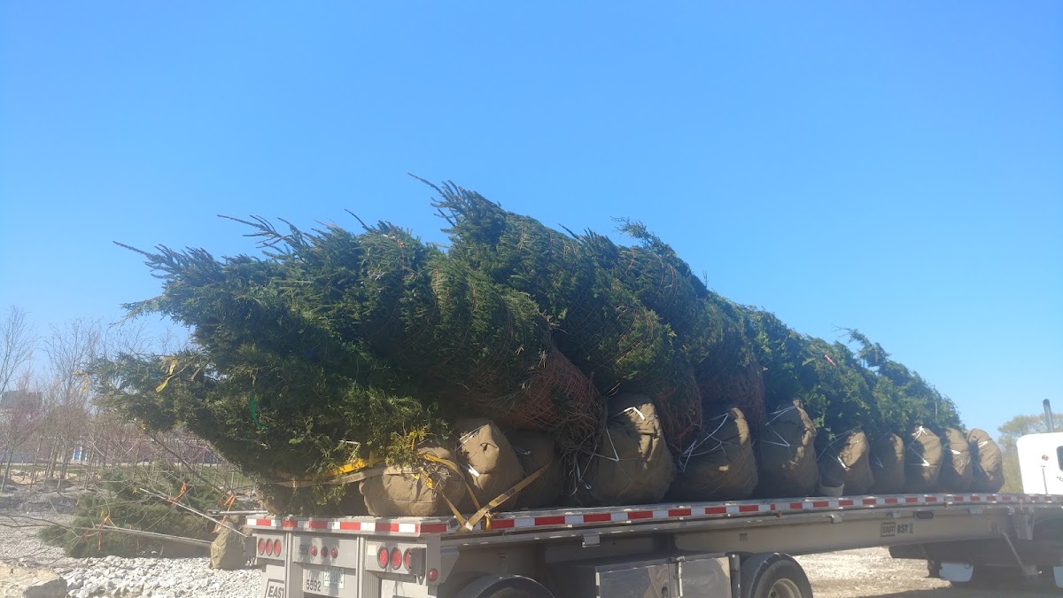 Smokey Holler Tree Farm, LLC in Laurel Springs, North Carolina