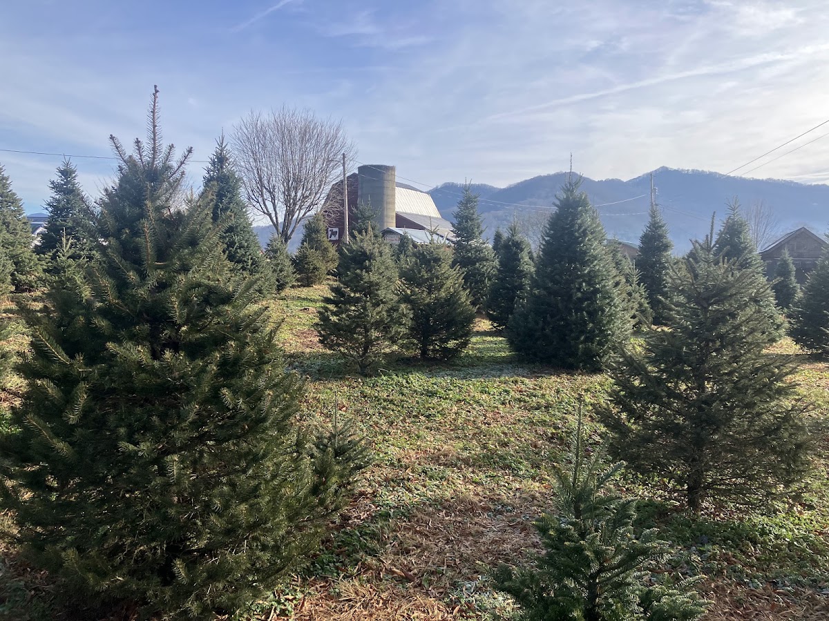 Smoky Mountain Christmas Tree Farm in Waynesville, North Carolina