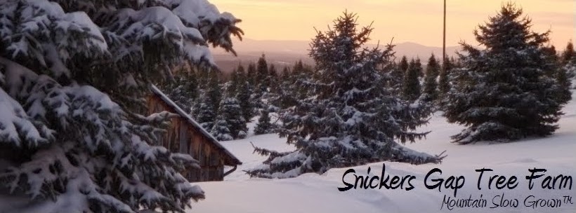 Snickers Gap Christmas Tree Farm in Round Hill, Virginia