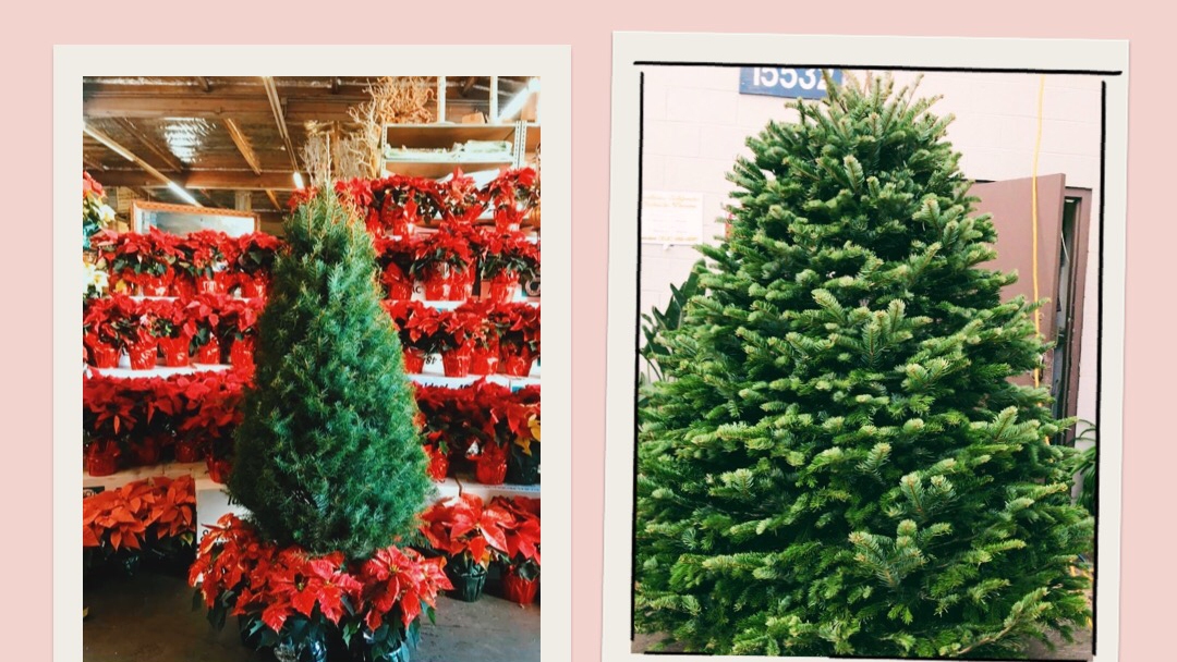 So Cal Christmas Trees in Los Angeles, California