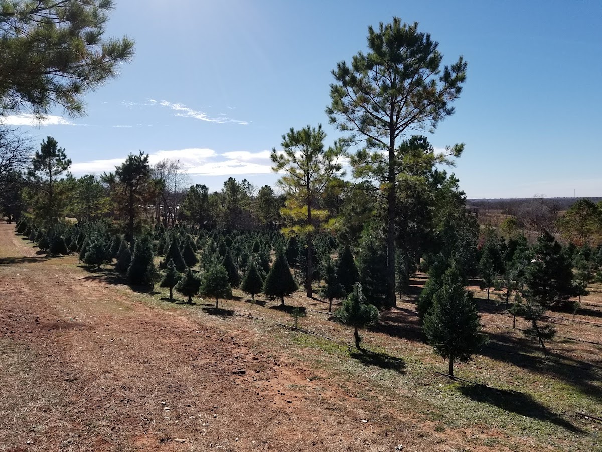 Sorghum Mill Christmas Tree in Edmond, Oklahoma