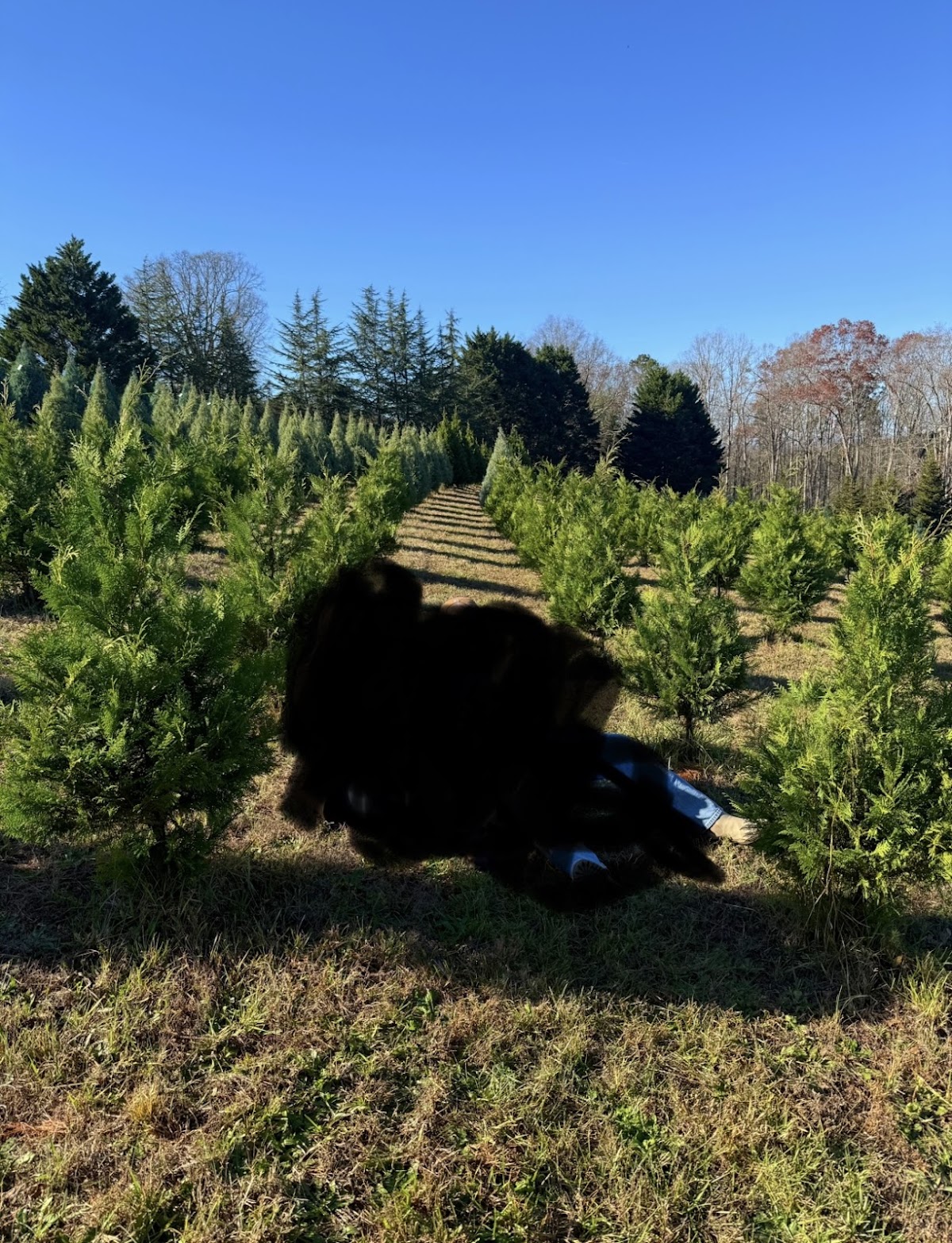 Sorrells Christmas Tree Farm in Seneca, South Carolina