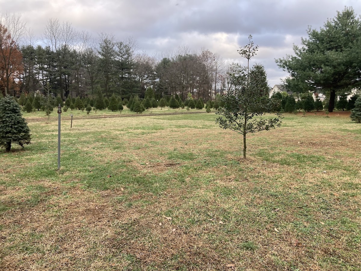 Spence’s Tree Farm in Felton, Delaware