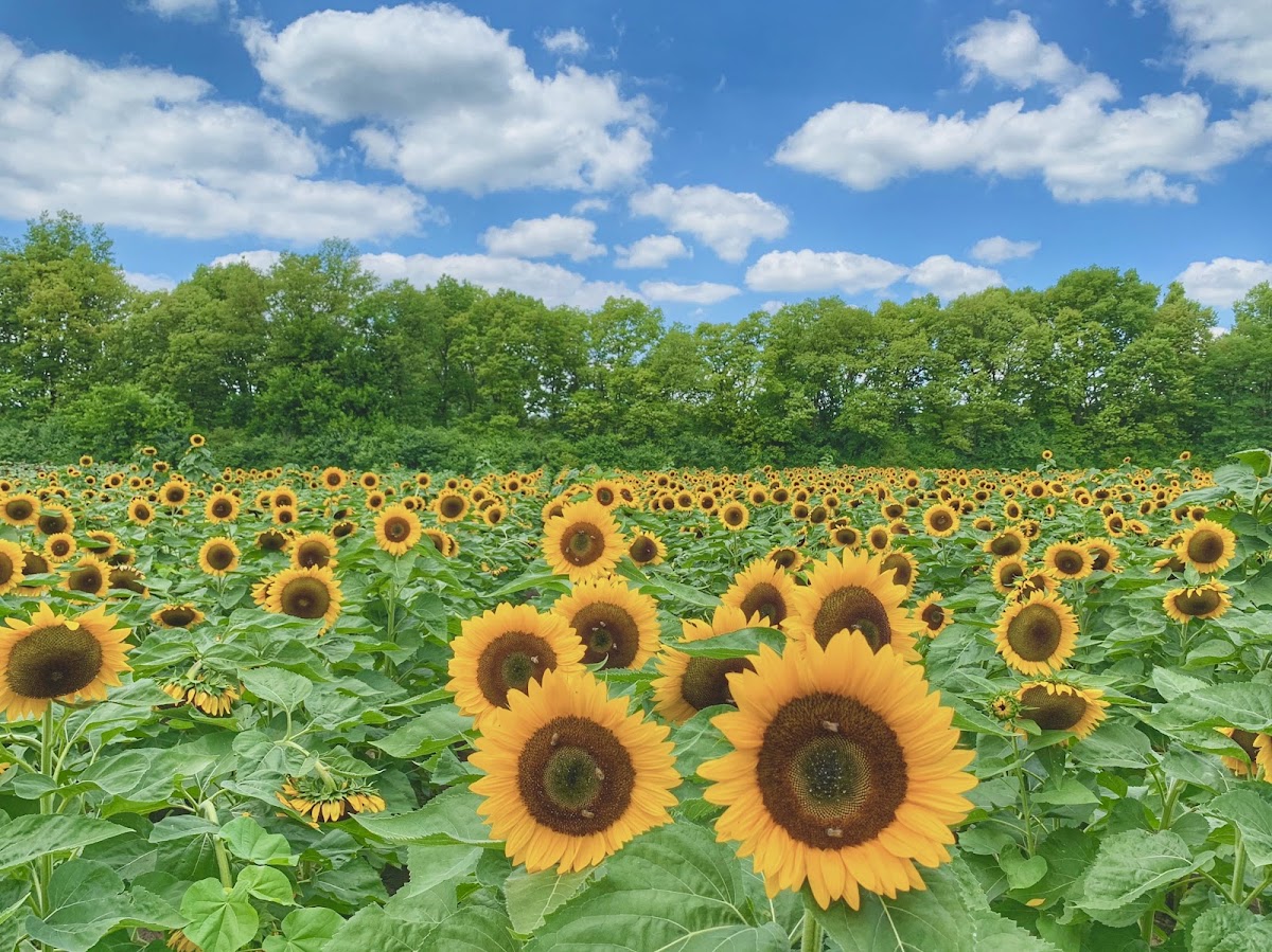 Spencer Farm in Noblesville, Indiana
