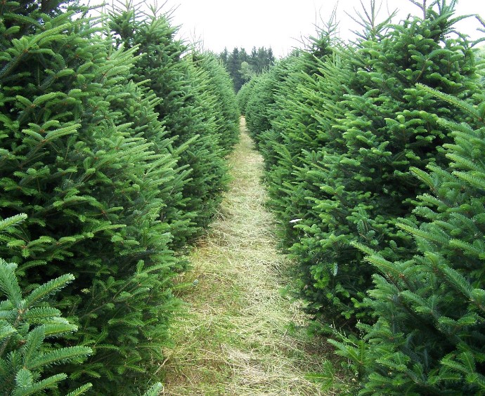 Spiech Tree Farm in Paw Paw, Michigan