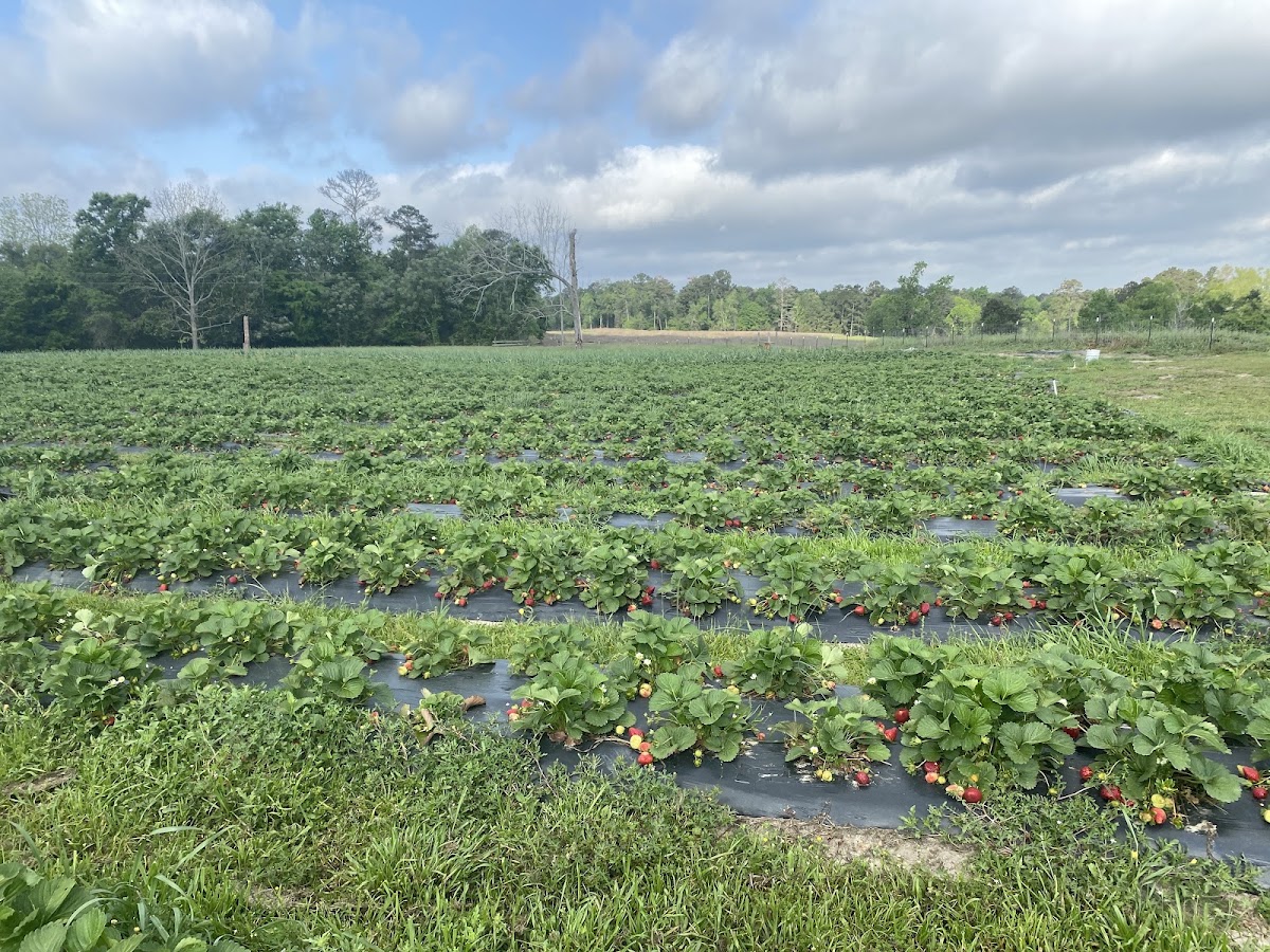 Spring Hill Farm in Bainbridge, Georgia