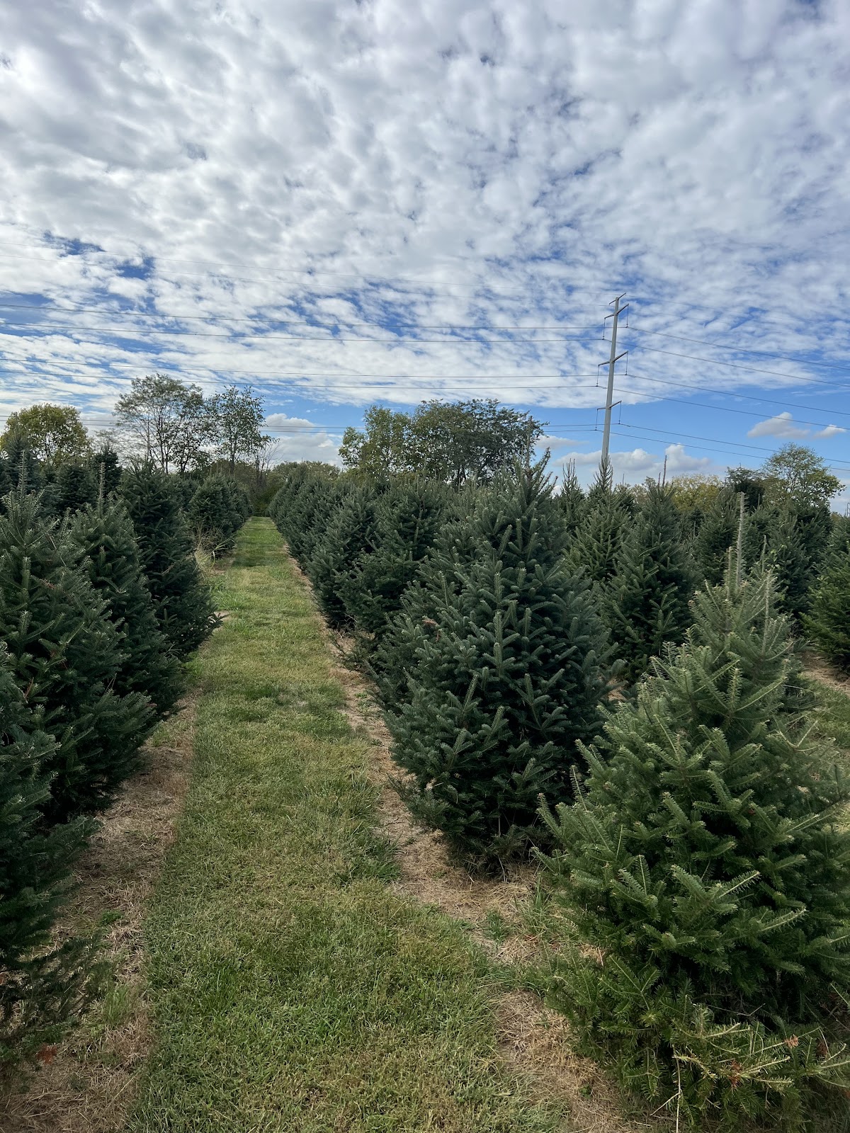 Spring Valley Tree Farm LLC in Spring Valley, Ohio