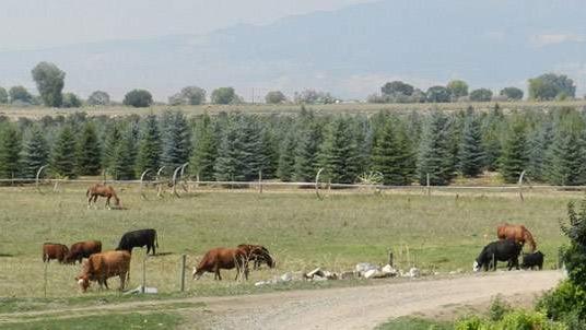 Spruce Point Tree Farm in Hotchkiss, Colorado