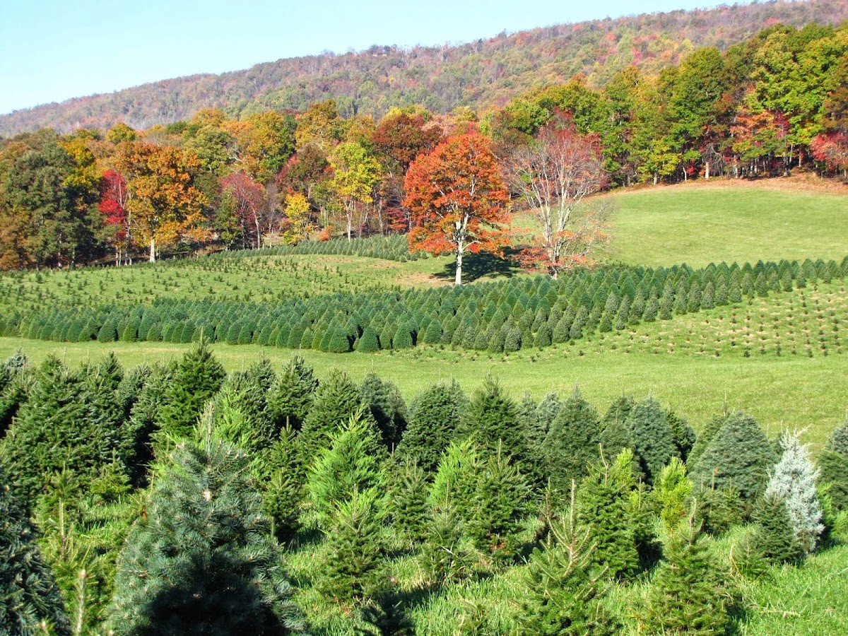 Spruce Ridge Tree Farm in Newport, Virginia