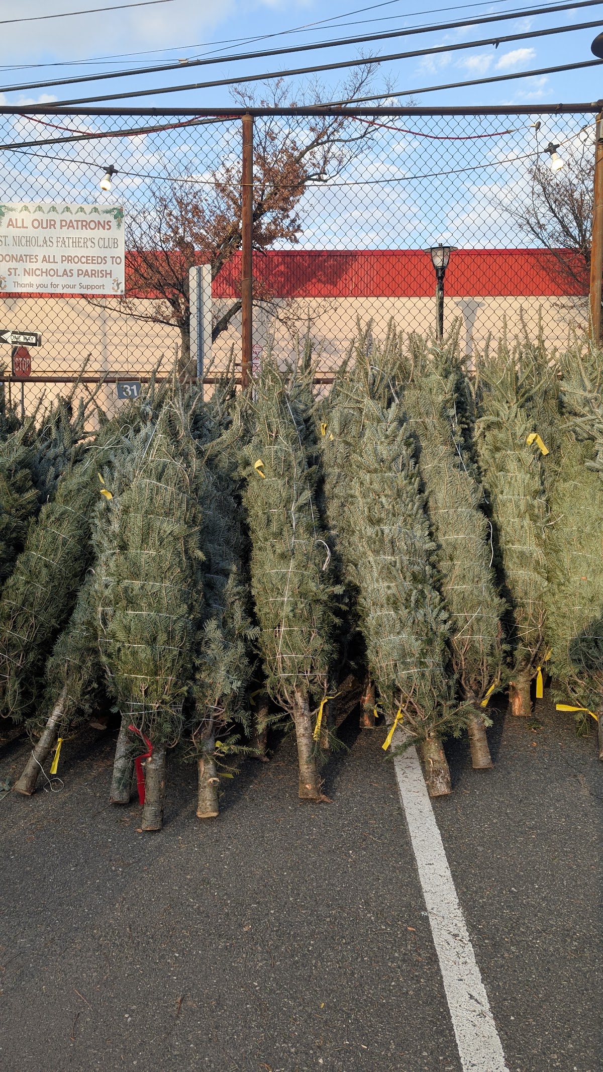 St. Nicholas Father's Club Christmas Trees in Jersey City, New Jersey