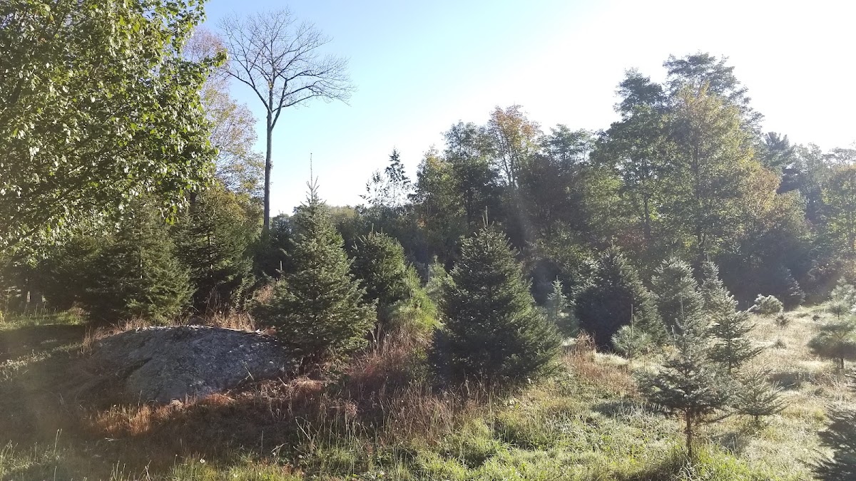 Standleys Tree Farm in Attleboro, Massachusetts