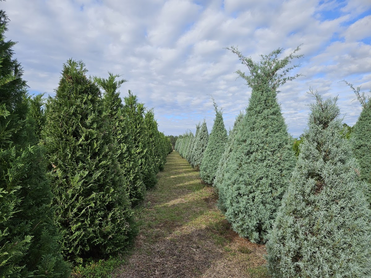 Steele's Christmas Tree Farm in Angie, Louisiana