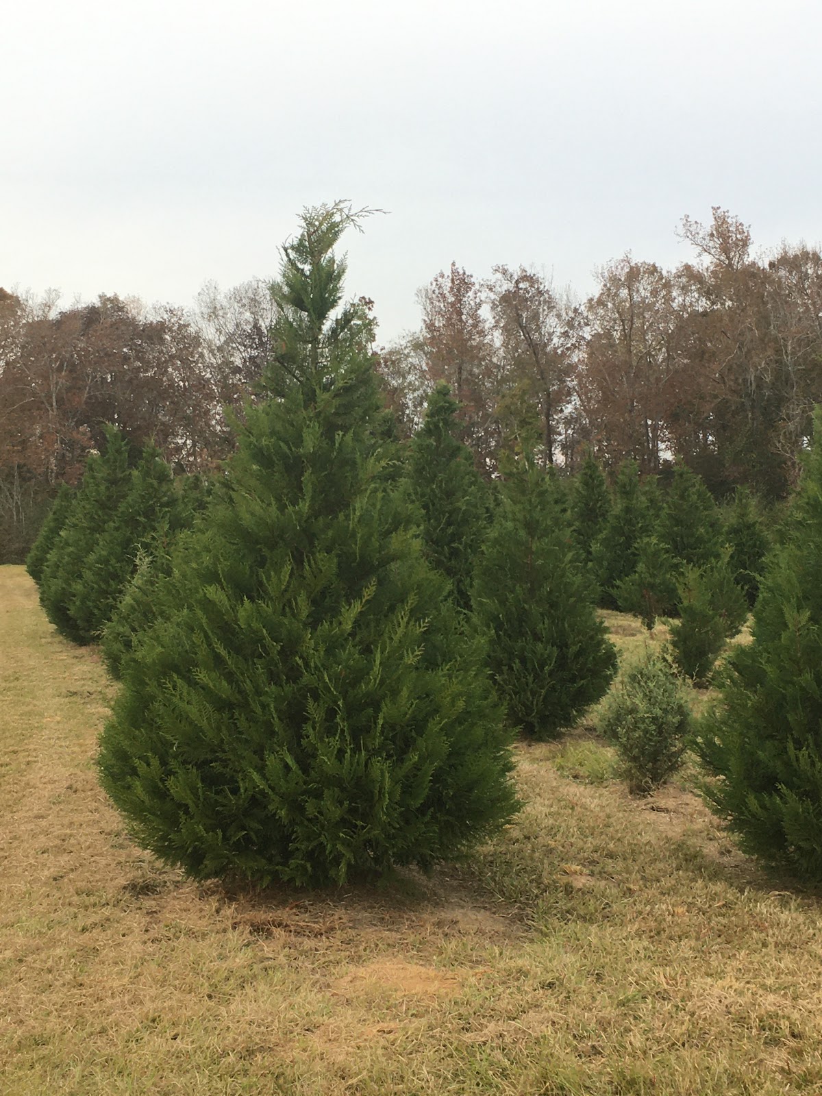 Stephens Christmas Tree Farm in Selma, Alabama