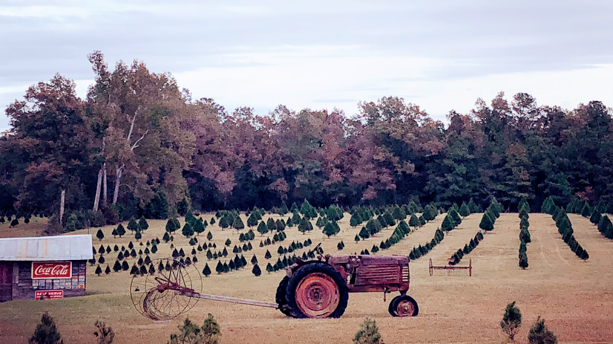 Still Creek Tree Farm in Beech Island, South Carolina