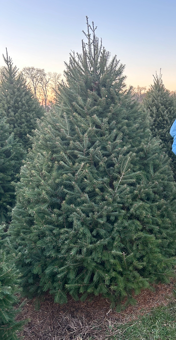 Stimpson's Tree Farm in Upper Pittsgrove, New Jersey