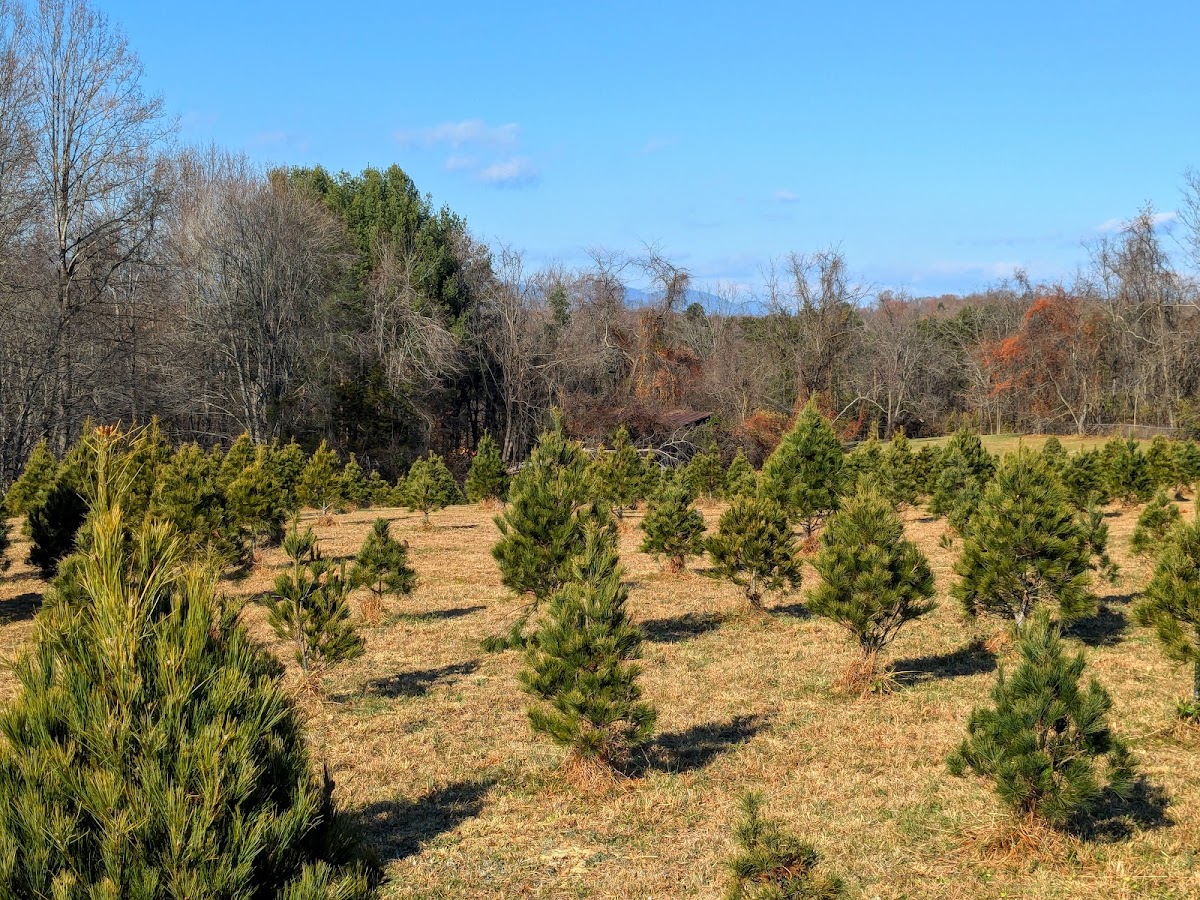 Stonehearth Christmas Tree Farm in Leon, Virginia