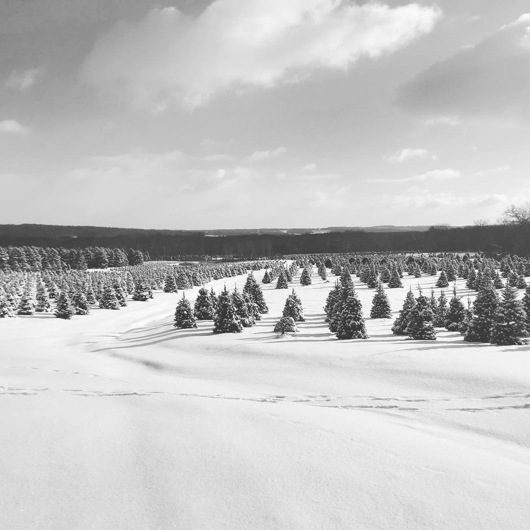 Storeyland Christmas Tree Farm in Burghill, Ohio