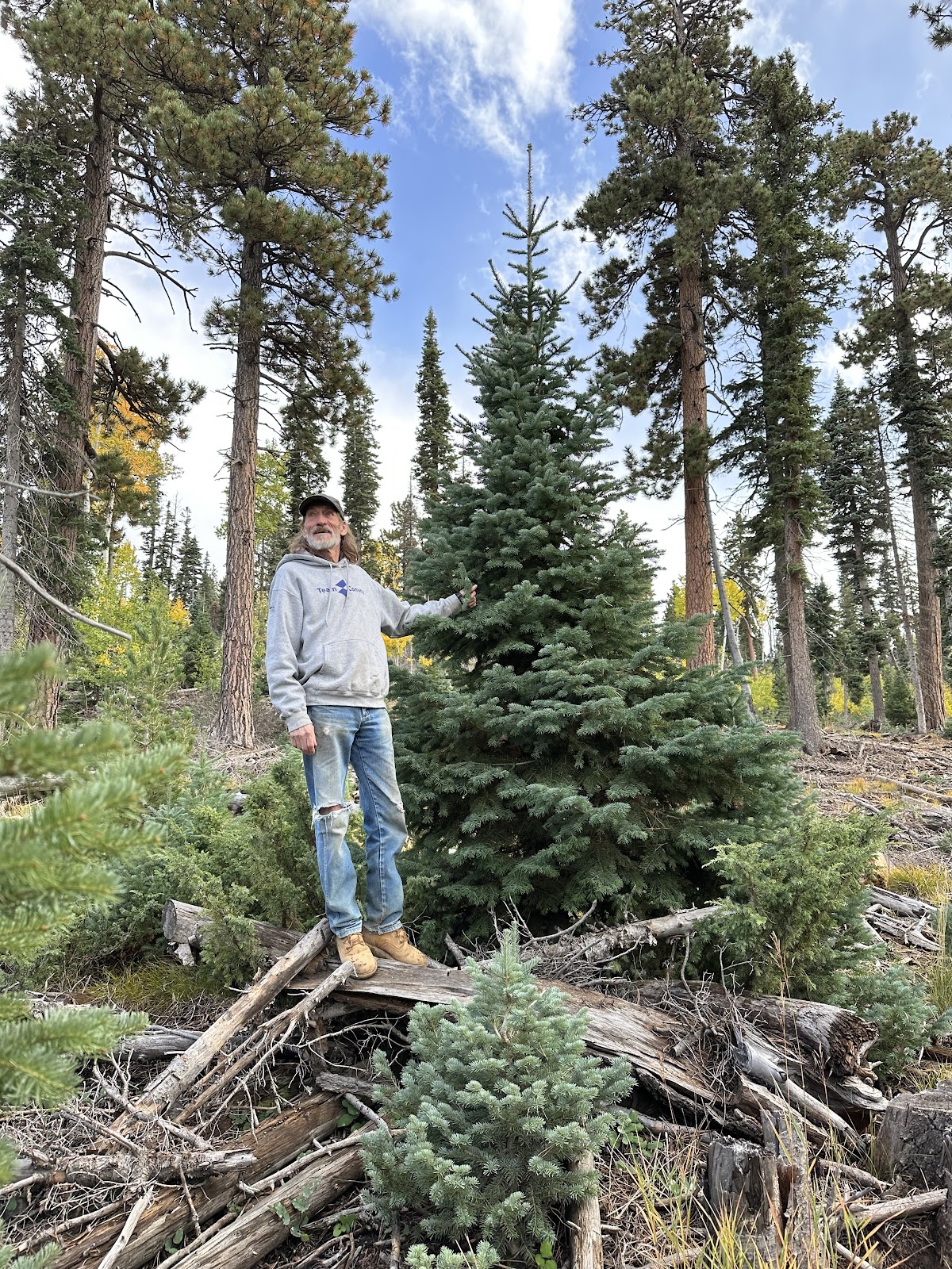 Stratton Christmas trees in Cedar City, Utah