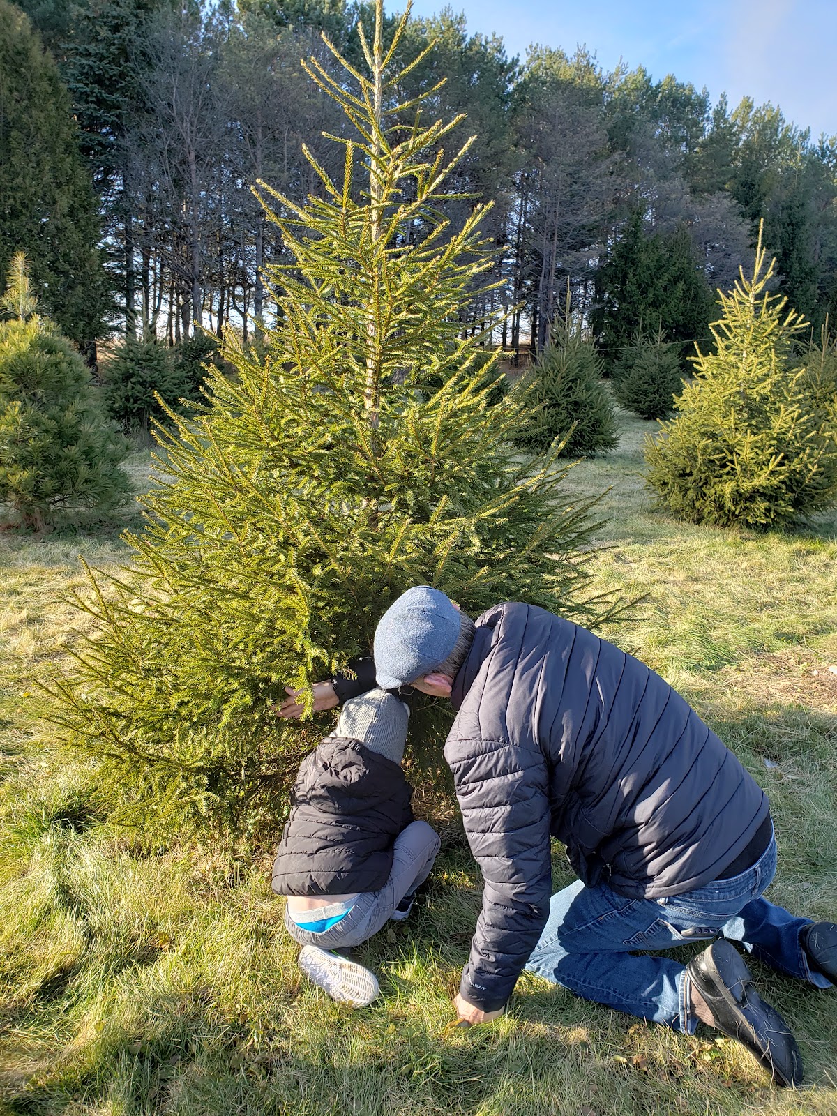 Stumpf's U-Cut Christmas Tree Farm in Cedarburg, Wisconsin