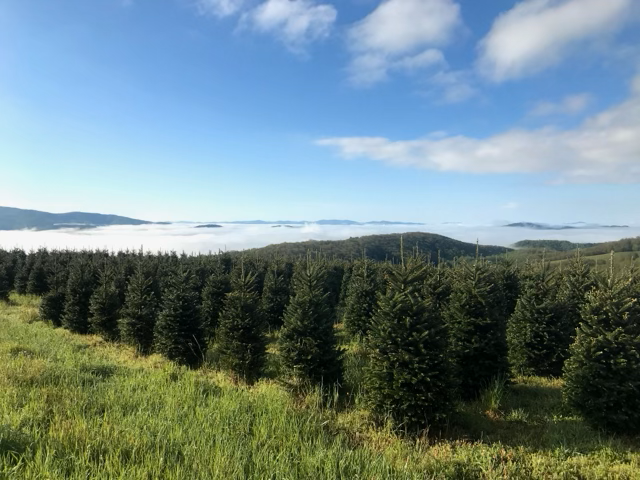 Sturgill Tree Farms, LLC in Jefferson, North Carolina