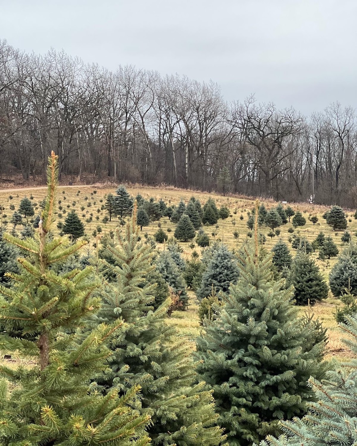 Sugar Creek Tree Farm in Burlington, Wisconsin