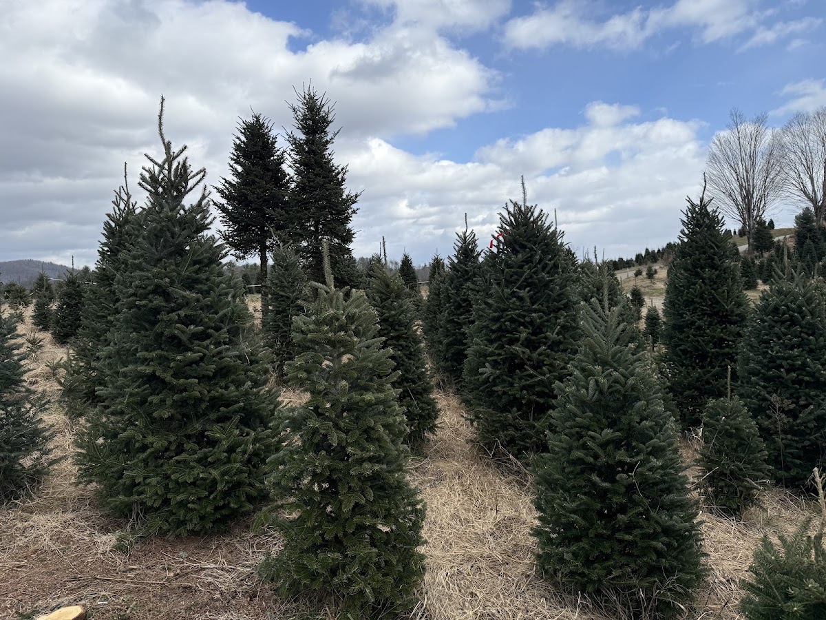 Sugar Grove Choose & Cut in Newland, North Carolina