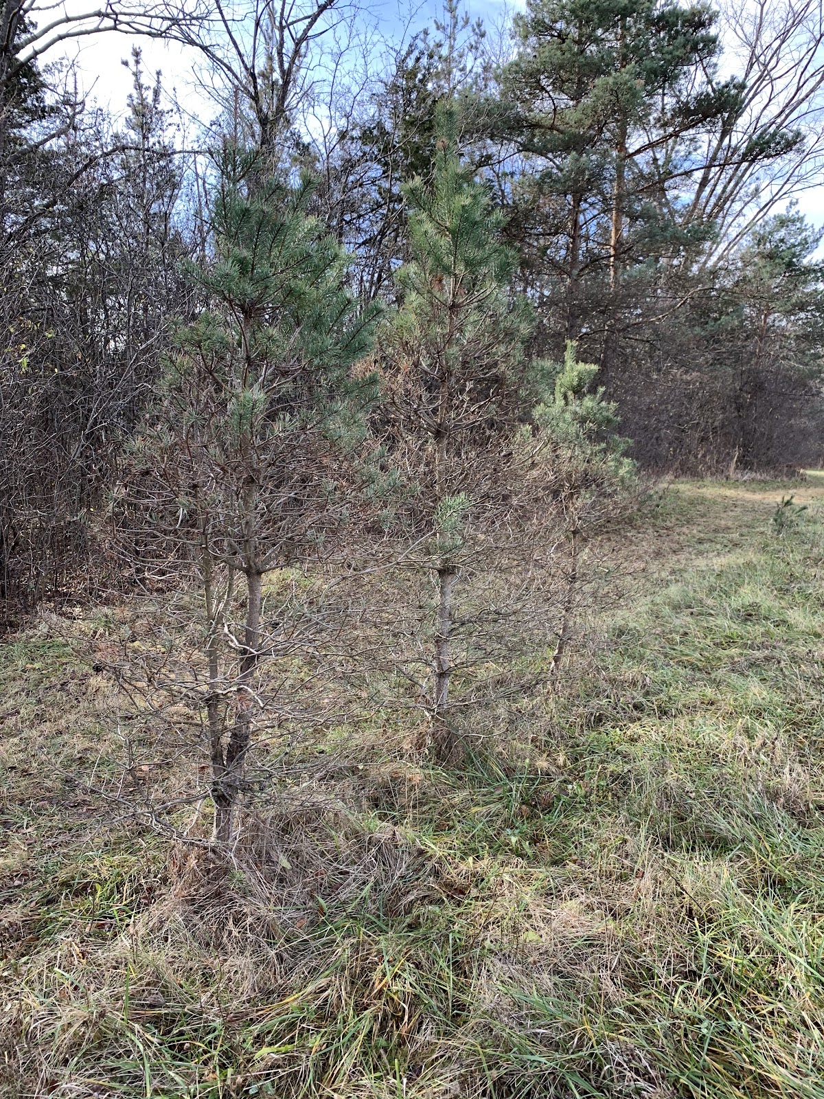 Sullivan Family Tree Farm in Lake Villa, Illinois