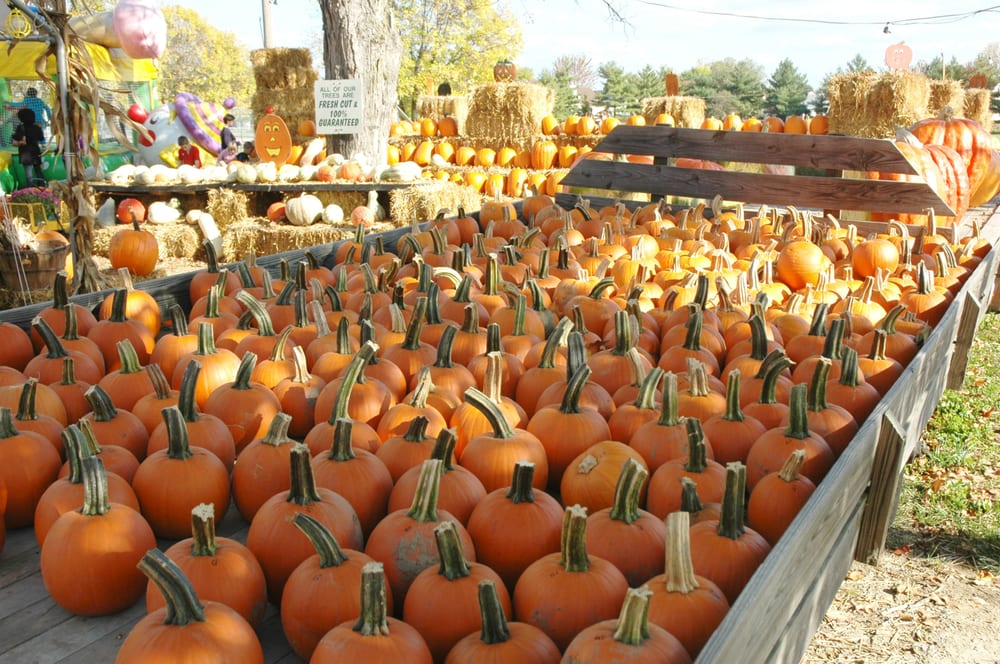 SULLIVAN FARMS CHRISTMAS TREES in Florissant, Missouri