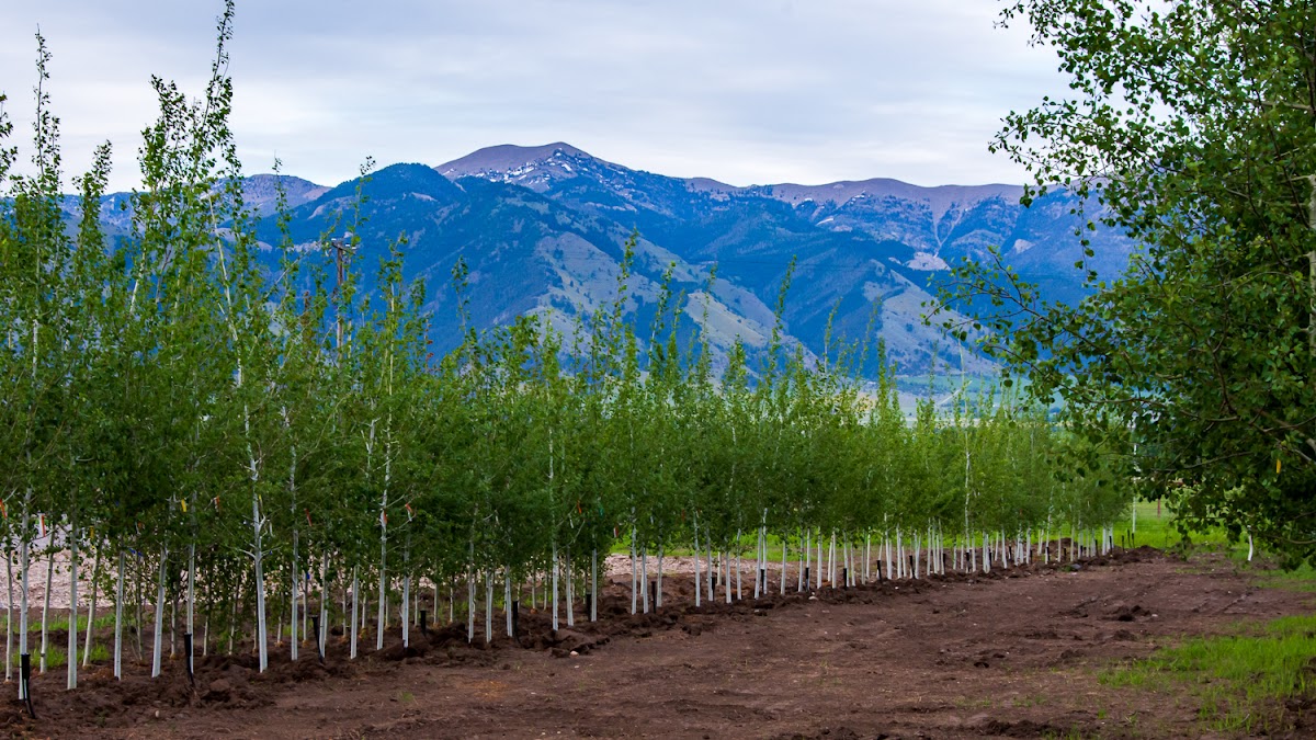 Summit View Tree and Landscape in Belgrade, Montana
