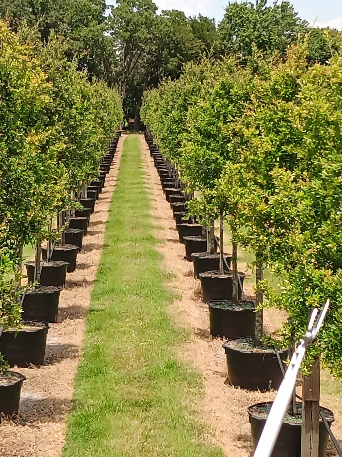 Sun City Tree Farms in Ruskin, Florida