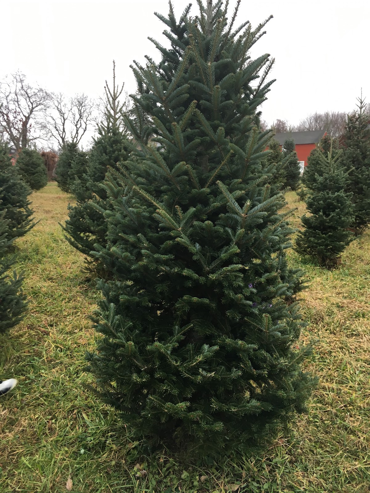 Sunset Christmas Tree Farm in Blairstown, New Jersey