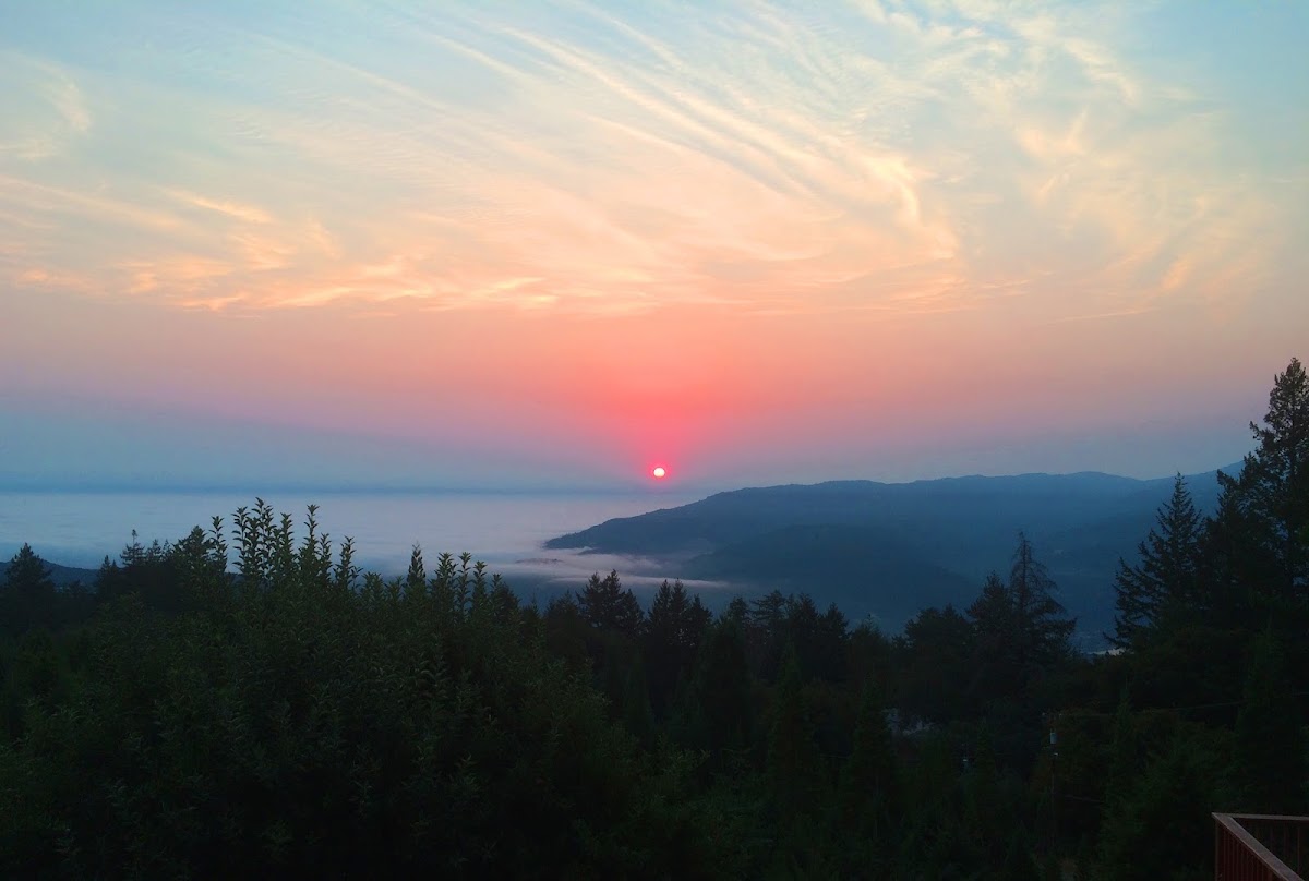 Sunset Tree Farm in Los Gatos, California