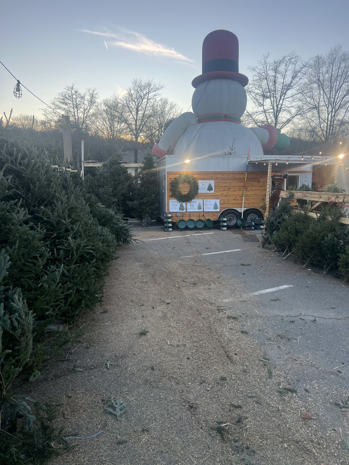 Sweet Providence Christmas Tree Lot/Precut trees in Roanoke, Virginia