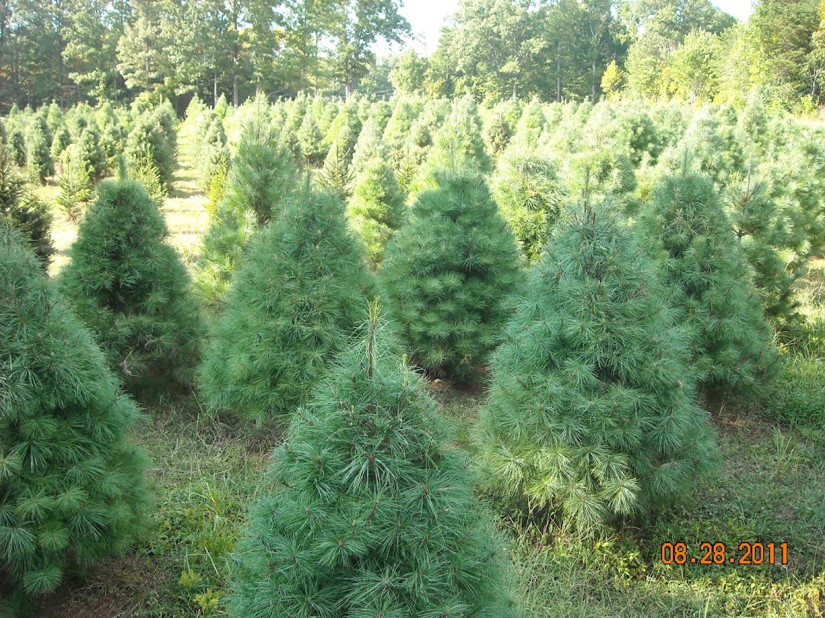 Sycamore Springs Christmas Tree Farm in Jamestown, Tennessee