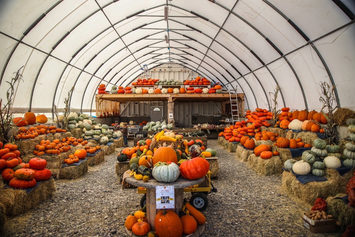 T&C Farms - Pumpkin Patch in Laurel, Montana