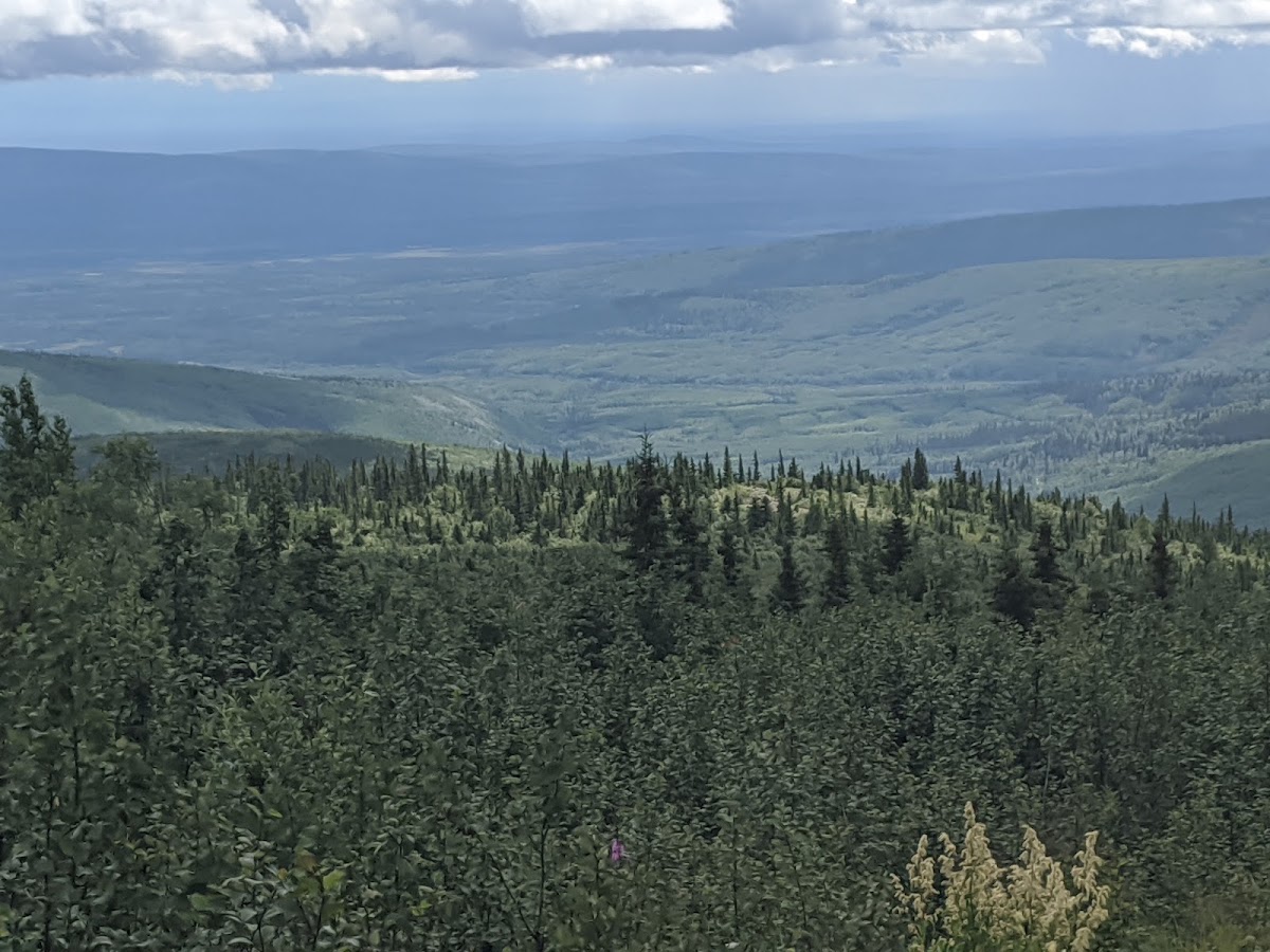 Tanana Valley State Forest in Salcha, Alaska