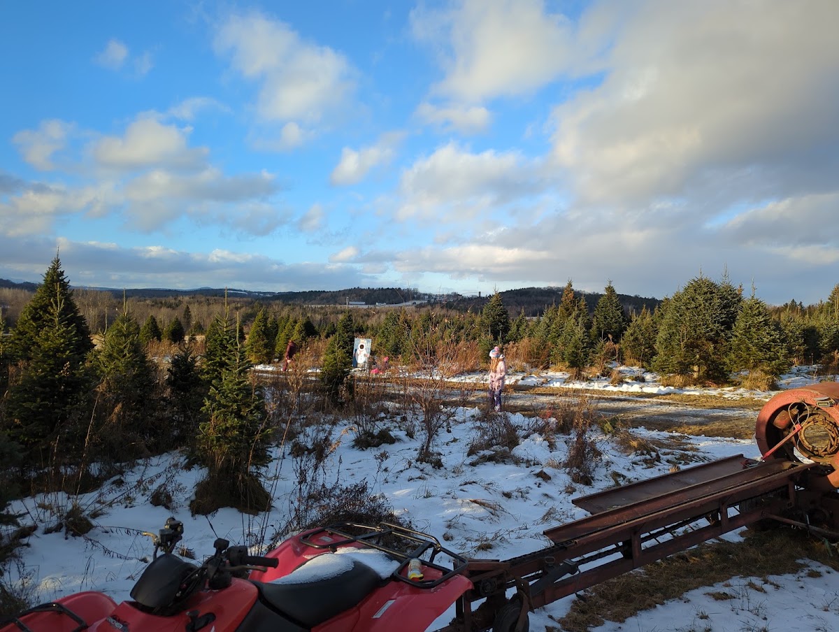 Tester's Vermont Christmas Trees in Barton, Vermont