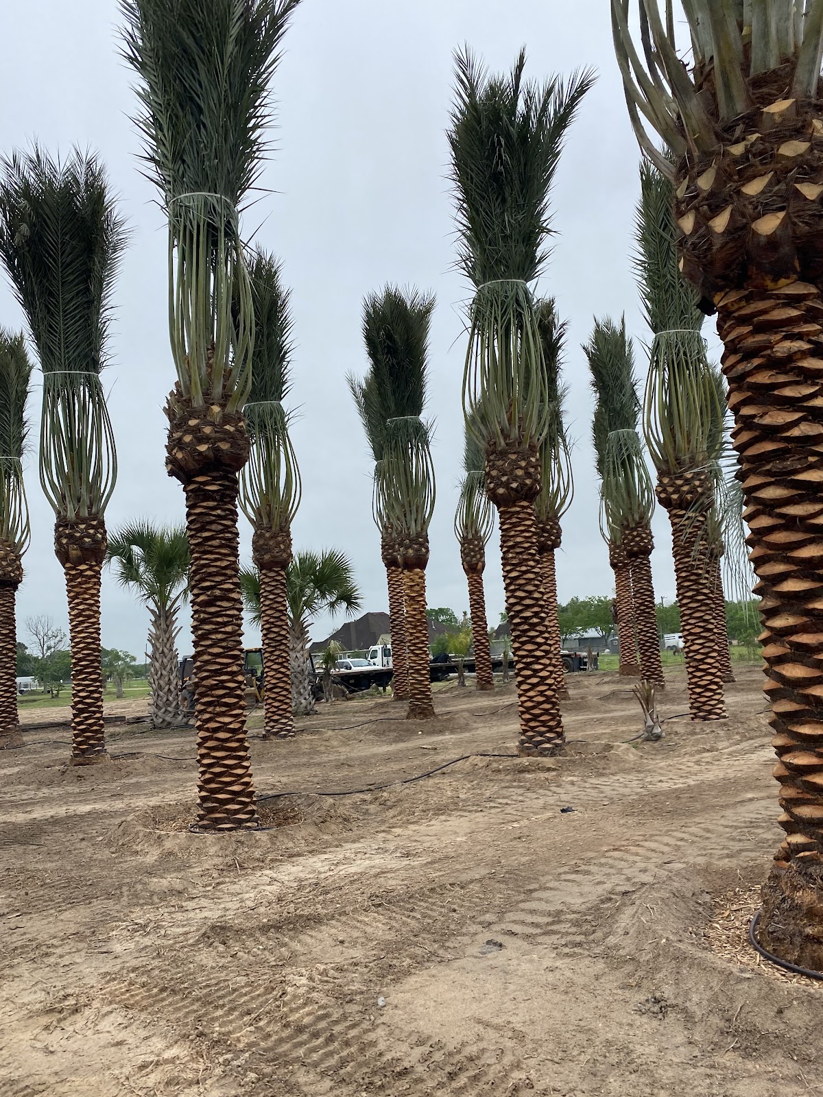 Texas American Tree Farm in Alvin, Texas
