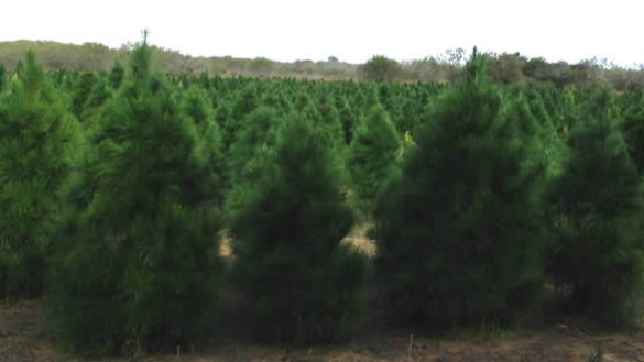 Texas Christmas Tree Growers Association in Temple, Texas